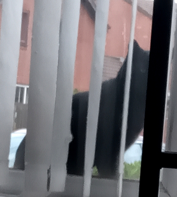 Cat at window