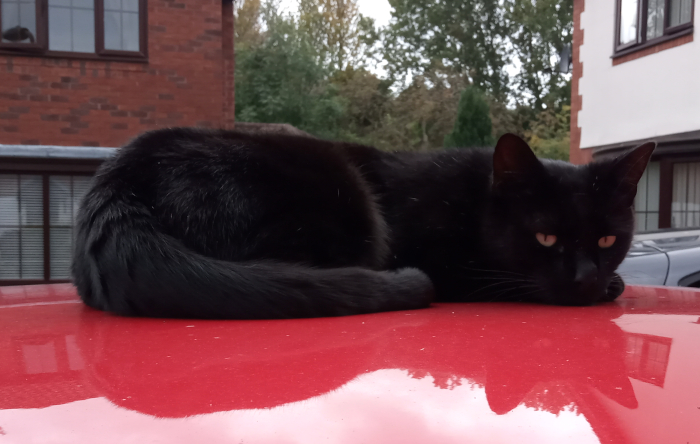 Cat on car
